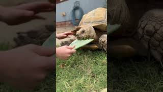 Cool sulcata tortoise turtle animalshorts cuteanimals animals [upl. by Eyma]