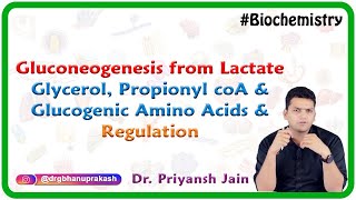 Gluconeogenesis from lactate glycerol propionyl coA and glucogenic amino acids and Regulation [upl. by Aknaib334]