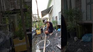 how i make trellis for climbing plants garden farming [upl. by Cirdek]