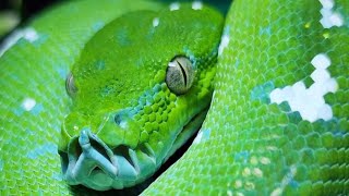 Why I Am DONE With Green Tree Pythons [upl. by Ailimaj]