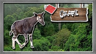 okapi El unicornio de la criptozoología de África  documental de animales salvajes [upl. by Rheinlander]