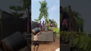 Cassia javanica tree s loading  one tree 80 kg s [upl. by Watts]