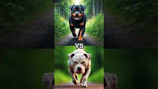 Dog vs Pitbull vs  Fox Tiger Lion Wild Cat Lepord [upl. by Ennirroc974]