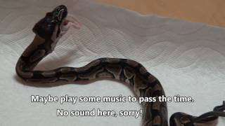 Assist Feeding a Baby Ball Python [upl. by Wolk20]