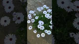 African Daisy ll Osteospermum Flowers [upl. by Ettenna164]