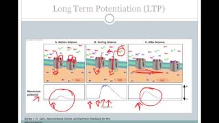 SJSU Neurophysiology  Lecture 8  Synaptic Plasticity [upl. by Dallas]