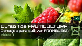 Consejos para cultivar FRAMBUESAS Curso básico de FRUTICULTURA 2020 Capítulo 7  LdN [upl. by Atival143]