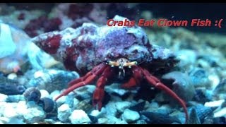 CRABS EATING CLOWN FISH  Huge Scarlet [upl. by Oir881]