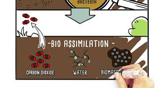 Biodegradation the core of the carbon cycle [upl. by Kepner]