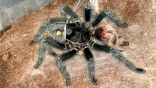 Feeding some tarantulas Please see pinned comment [upl. by Adair]