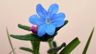 CARRASQUILLA AZUL Lithodora Diffusa PLANTAS MEDICINALES [upl. by Enitram995]