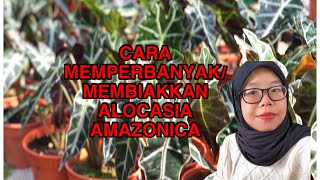 Cara Memperbanyak Pokok Alocasia Amazonica Keladi Tapak Kuda How To Propagate Alocasia Amazonica [upl. by Ewen]