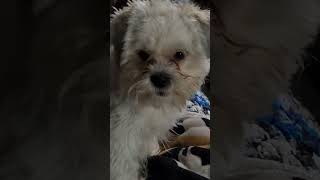 Dog is mad at my muscle rub Funny reaction shithzu dogshorts [upl. by Irmo275]