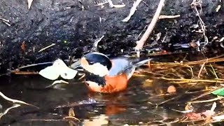 bird bathing drinking 【鳥の水浴び 水飲み】 [upl. by Nohsyar]