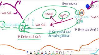 Beta Oxidation Lecture of Biochemistry for BS and MSc [upl. by Enutrof]