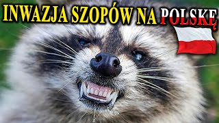 SZOPY PRACZE Podbijają Polskę  Czym To Grozi [upl. by Yelknirb994]