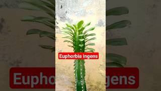 Euphorbia ingens 🏜️🏜️🏜️viral tresh Euphorbiaingens plants hills trees tree treesplant short [upl. by Anicart]