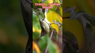 Ruby crowned Kinglet Birds BirdLovers BirdFacts Wildlife NatureLovers Kinglets KingletFacts [upl. by Osithe478]