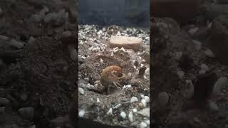 Scorpion feeding time pets nature food scorpion [upl. by Utta567]