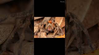 Brazilian Wandering Spider  Phoneutria  Venomous Spider [upl. by Sennahoj]