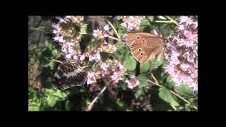 8 Falter auf Dost Origanum vulgare [upl. by Slavic]