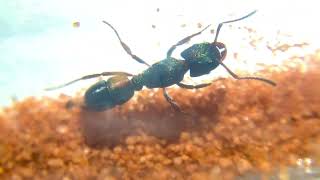 I FOUND A QUEEN ANT Rhytidoponera Metallica Founding Queen [upl. by Ingeberg250]