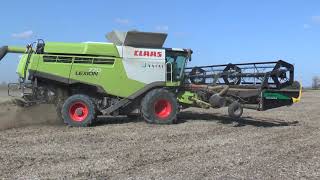 Claas Lexion 770 with Geringhoff Truflex Razor Air harvesting Soybean in Hungary [upl. by Norok]