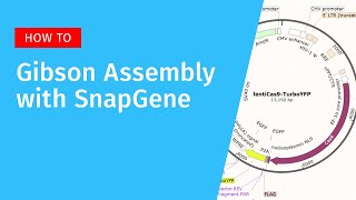 Gibson Assembly with SnapGene [upl. by Mikal]