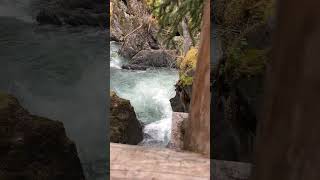 Winner Creek trail in Girdwood AK Near Alyeska Resort slomo [upl. by Fritze]