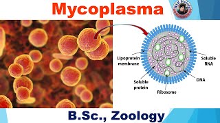 Mycoplasma  BSC Zoology  HSR Bioinfo [upl. by Ahsoek]