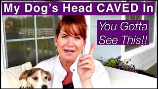 My Dogs Head Caved In Jack Russell Terrier Dog Video Masticatory Muscle Myositis MMM [upl. by Anaujal]