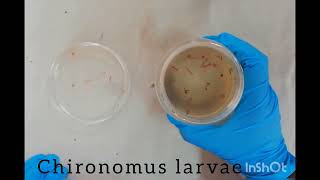 Cytogenetics Polytene chromosomes [upl. by Attenra]