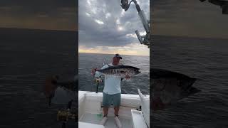 Bluefin tuna fishing Bluefin released [upl. by Rehnberg]