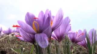 Cultivated Crocus sativus flowers stamens yield saffron when dried [upl. by Ayekim243]