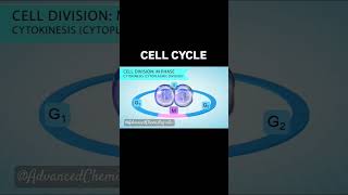 Cell cycleMitosisMeiosisBiology yt shortsfeed bio why fy youtuber [upl. by Lawson]