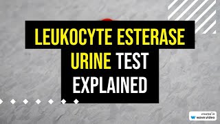 Leukocyte Esterase Urine Test explained [upl. by Granger]