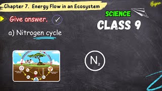 Nitrogen cycle  science education children  Solutions Class 9 Science Chapter 7 class9biology [upl. by Eidurt]