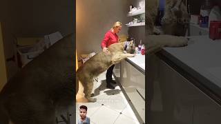 यह लड़की कैसे एक Puma के बच्चे को बचाती है puma petlover animals like share and subscribe [upl. by Neeven]