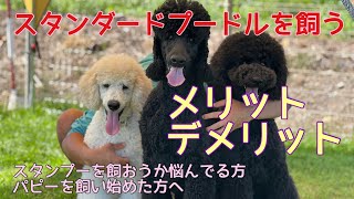 【メリットデメリット】これからスタンダードプードルを飼う方へ [upl. by Eelrefinnej]