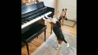 Hilarious Dog Plays Piano and Sings You Wont Believe Your Ears [upl. by Bannerman901]