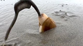 Amazing Catching Monster Razor Clams  Fastest Skills Catch Giant Geoduck [upl. by Leupold13]