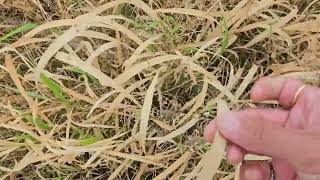 तणनाशकाशिवाय तण नियंत्रण करा Control Weeds without using Weedicides weedicide weedcontrol [upl. by Rihana]