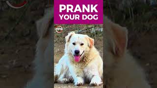 Prank Your Dog Sound shorts prank viralshorts [upl. by Aliber]