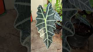 Alocasia Amazonica viralvideo nature leaf big music alocasia terracegarden plants ilayaraja [upl. by Maisey28]