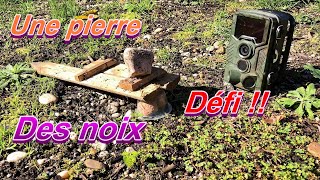 Défi noix animaux vs ingéniosité 😲Surveillés avec la Caméras de chasse Coolife et Num’axes 😉 [upl. by Ahsieker714]