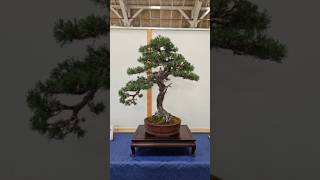 Pinus Sylvestris🌲 bonsai fyp schweiz suisse Switzerland svizzera langenthal bern beautiful [upl. by Aihseuqram]