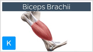 Biceps Brachii Muscle  Origins amp Actions  Human Anatomy  Kenhub [upl. by Imoin]