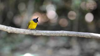 Blackcrested Bulbul [upl. by Ibmat]