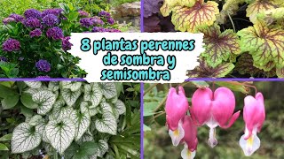 8 PLANTAS PERENNES PARA SOMBRA Y SEMISOMBRA [upl. by Onileba]