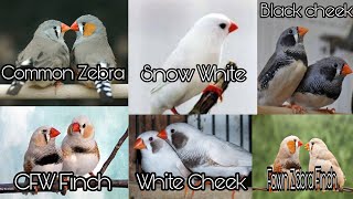 Zebra Finch Mutation Black cheek amp White Cheek  Finches Different Mutations  Finches NKBirds [upl. by Acirtal]